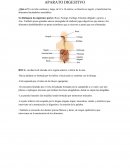 Aparato digestivo ¿Qué es?