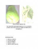 PROYECTO DEL CHAYOTE “EL CHAYOTE (SECHIUM EDULE) Y LA CANTONA (COLOCASIA ESCULENTA) COMO ALTERNATIVA NUTRITIVA”