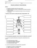 Prueba sistema esquelético y nervioso