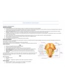 MÉDULA OBLONGADA O BULBO RAQUÍDEO