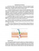 TRANSPORTE DE SUSTANCIAS