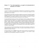 Ensayo # 1: “Los microorganismos y su papel en la fermentación de nutrientes en el rumen”