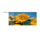 Plan cuidado medio ambiente