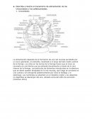 Describa e ilustre el mecanismo de alimentación de los Urocordados y los cefalocordados