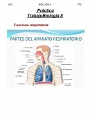 ¿Como se relaciona la finalidad de la respiración con el destino final de los nutrientes?