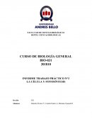 LA CÉLULA Y FOTOSÍNTESIS
