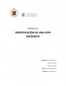 INFORME DE LAB: IDENTIFICACIÓN DE UNA CEPA INCÓGNITA