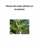 Efectos del acido salicílico en las plantas
