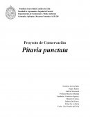 Proyecto de Conservación Pitavia punctata