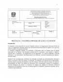 Anatomia comparada de la rata