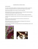 DENOMINACIONES DE ORIGEN MEXICO