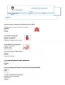 PRUEBA DE CIENCIAS NATURALES s/r