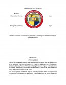 Laboratorio, Protistas y Algas