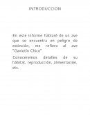 GAVIOTIN CHICO