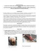 ANATOMIA SISTEMA DIGESTIVO