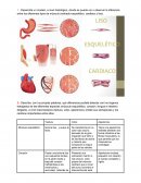 Preguntas del Reporte. Tejido Muscular