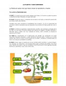 PLANTAS Y SUS FUNCIONES