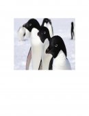 Pinguino adelaida