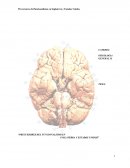 Precursores del funcionalismo en Inglaterra y Estados Unidos