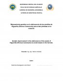 Mejora de Higuerilla