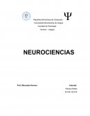 Neurociencias. Concepto de Neurociencia según autores