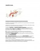 TESTICULOS