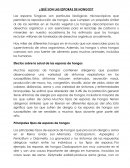 ¿Qué son las esporas de hongos?
