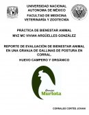 REPORTE DE EVALUACIÓN DE BIENESTAR ANIMAL EN UNA GRANJA DE GALLINAS DE POSTURA EN CORRAL