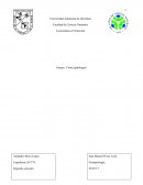 Caries, Fisiopatología de la enfermedad