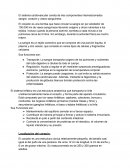 El sistema cardiovascular