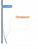 CITROBACTER