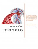 CIRCULACIÓN Y PRESIÓN SANGUÍNEA