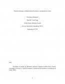 Fijación Estrategia y Elaboración del Pronóstico y presupuesto de Venta “Arte-Sanos Maniquíes”