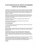 PLANTAS MEDICINALES DEL ORIENTE COCHABAMBINO