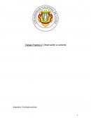 Observación de lactante