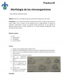 Observar la morfología de bacterias y protozoarios realizando tinción simple