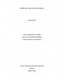 Identificación Grupos Funcionales Orgánicos Laboratorio #3