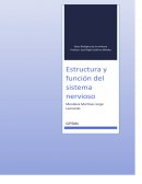 Bases de la conducta estructura del sistema nervioso