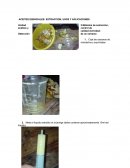 Aceites esenciales: extraccion, usos y aplicaciones