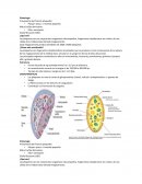 Plaquetas. Etimología