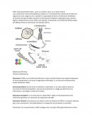 Apuntes de clase de biología (ADN)