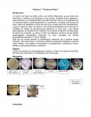 Practica 3: “Tinción de Gram”