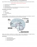 Espectro Obsesivo (parte 1) – Dra. Paola Albinagorta Ariza