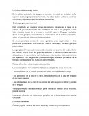 Linfáticos de la cabeza y cuello