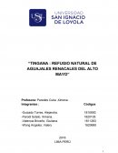 TINGANA : REFUGIO NATURAL DE AGUAJALES RENACALES DEL ALTO MAYO