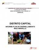 INFORME PLAN DE ENSEMILLAMIENTO MAIZ AMARILLO