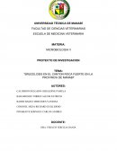 Brucelosis en el canton Roca Fuerte en la provincia de Manabi