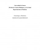 Anatomía de pared abdominal