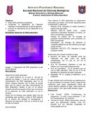 Practica: Aislamiento de DNA plasmidico