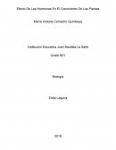 Efecto De Las Hormonas En El Crecimiento De Las Plantas